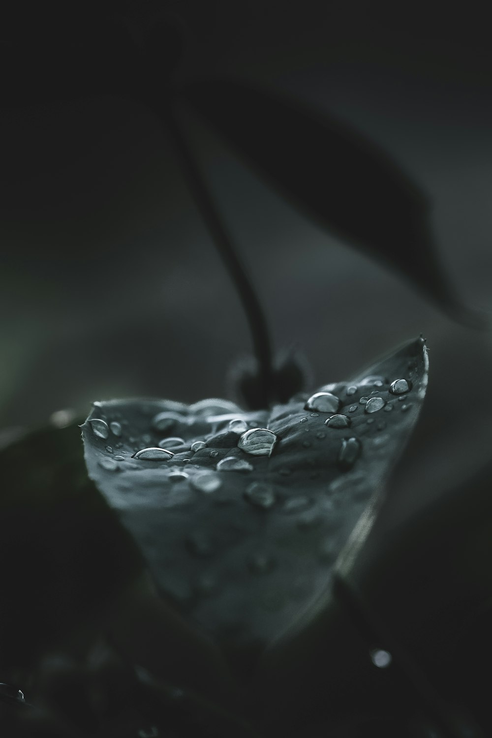 Foto in scala di grigi di rugiada d'acqua su ELAF