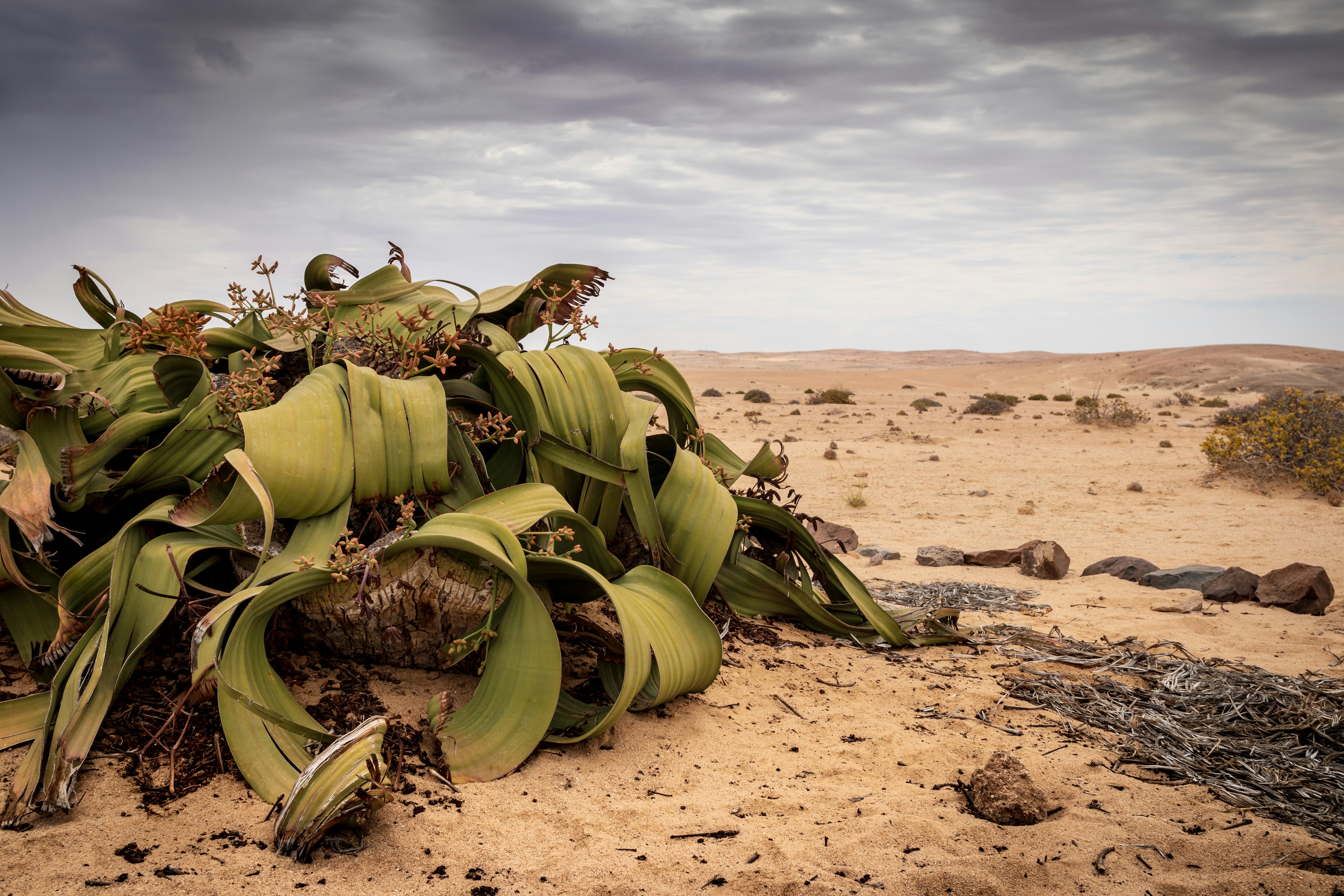 Ancient welwitschia plant growing in Namib desert gravel plains, thousands of years old