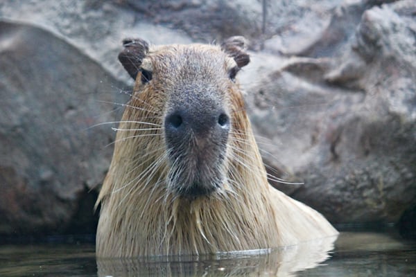 What is a capybara? - Twinkl Teaching Wiki - Twinkl