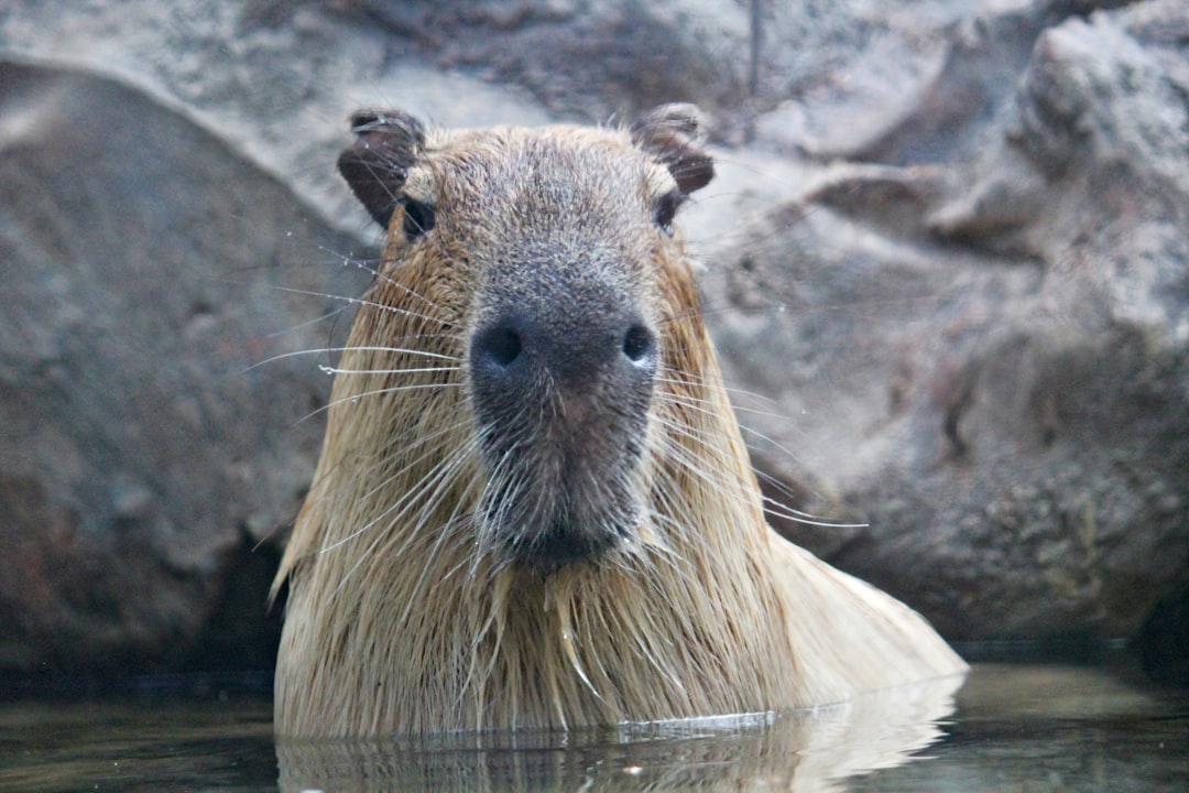 featured image - How to Integrate Selenium with Capybara