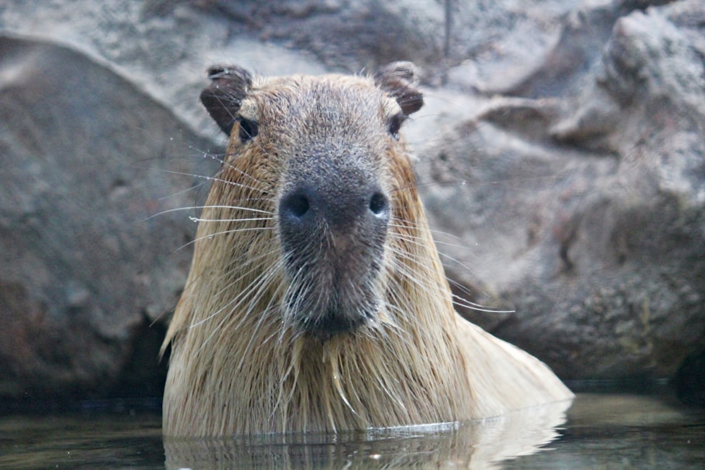 brown rodent in body of water in front of rock