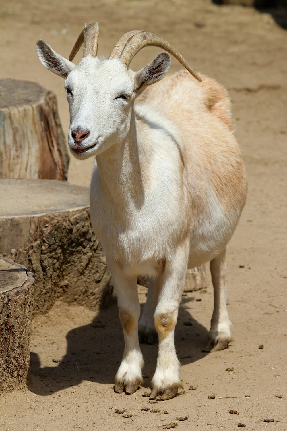white goat near pavement