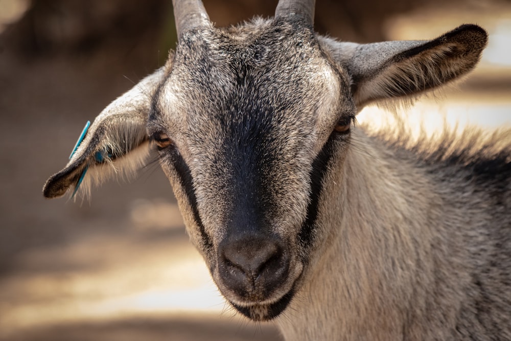 selective focus photography of goat