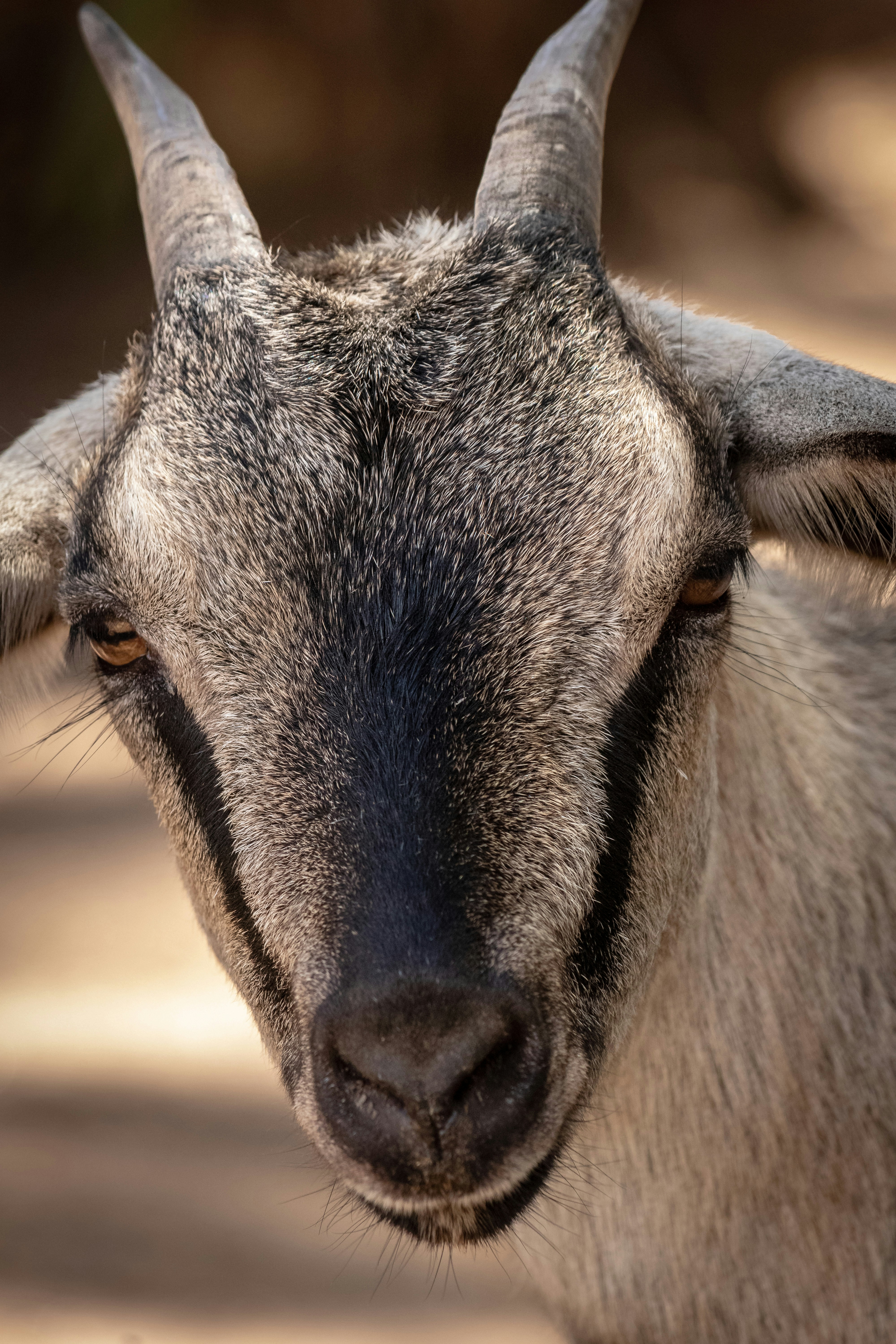 茶色のヤギの写真 Unsplashで見つけるヤギの無料写真