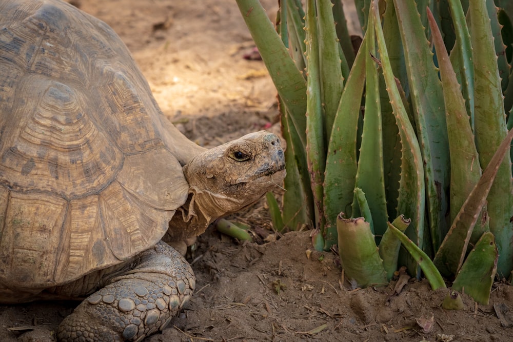 brown tortoise near alove vera plant