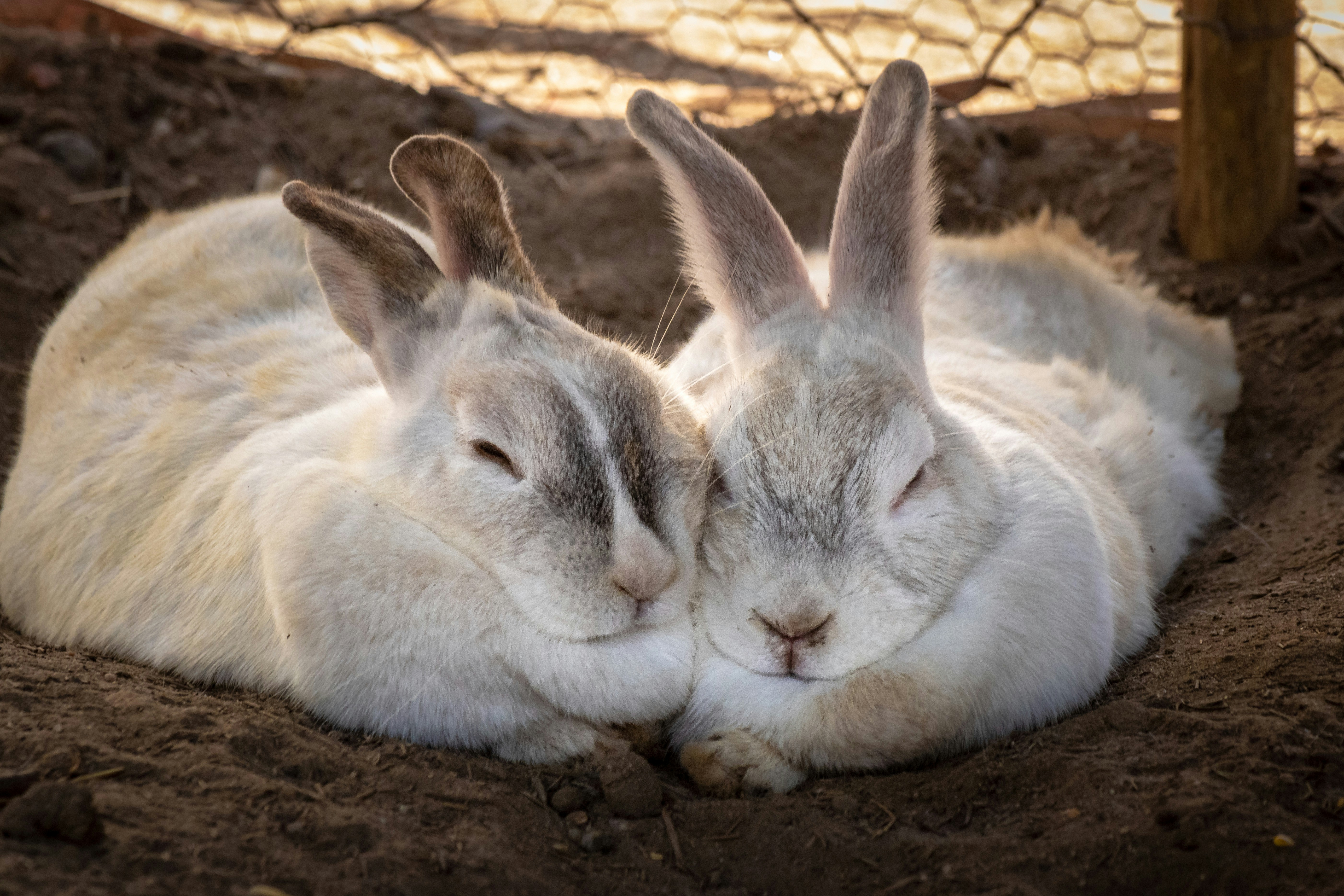 two rabbits lying on ground rabbit teams background