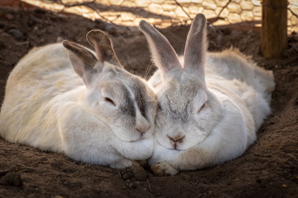 two rabbits lying on ground
