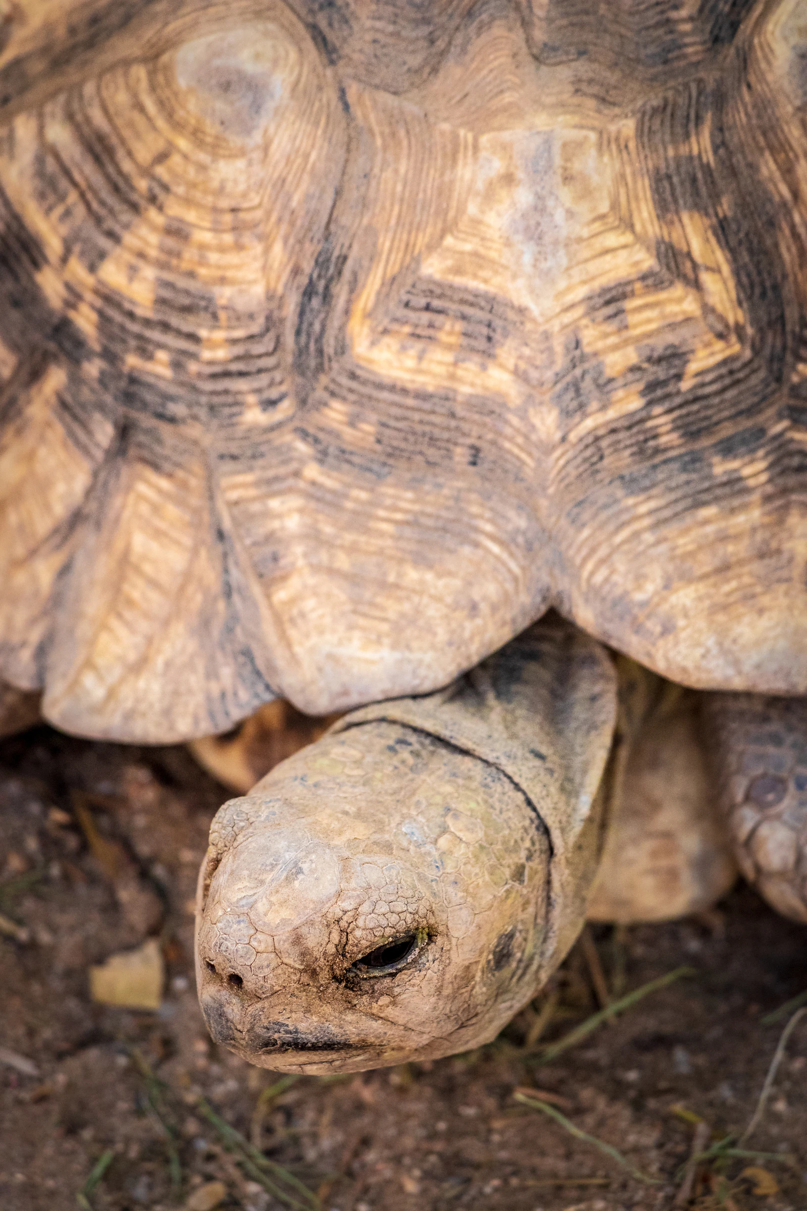 Adopter une tortue : tout savoir avant d'accueillir ce compagnon de longue vie