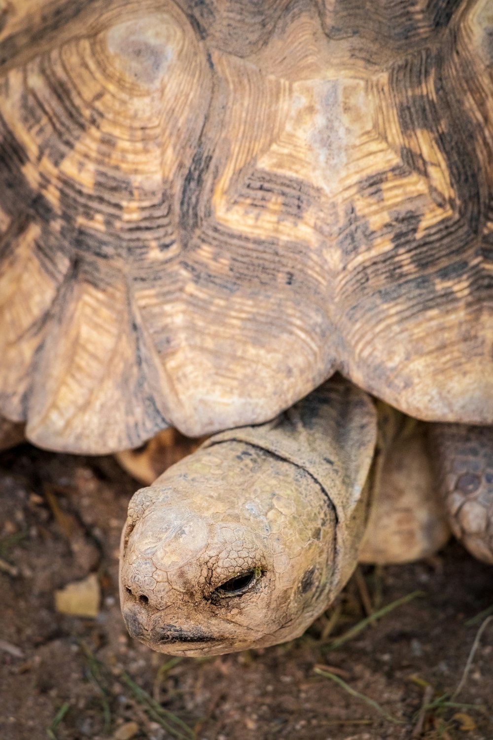 brown and black tortoise close-up photography