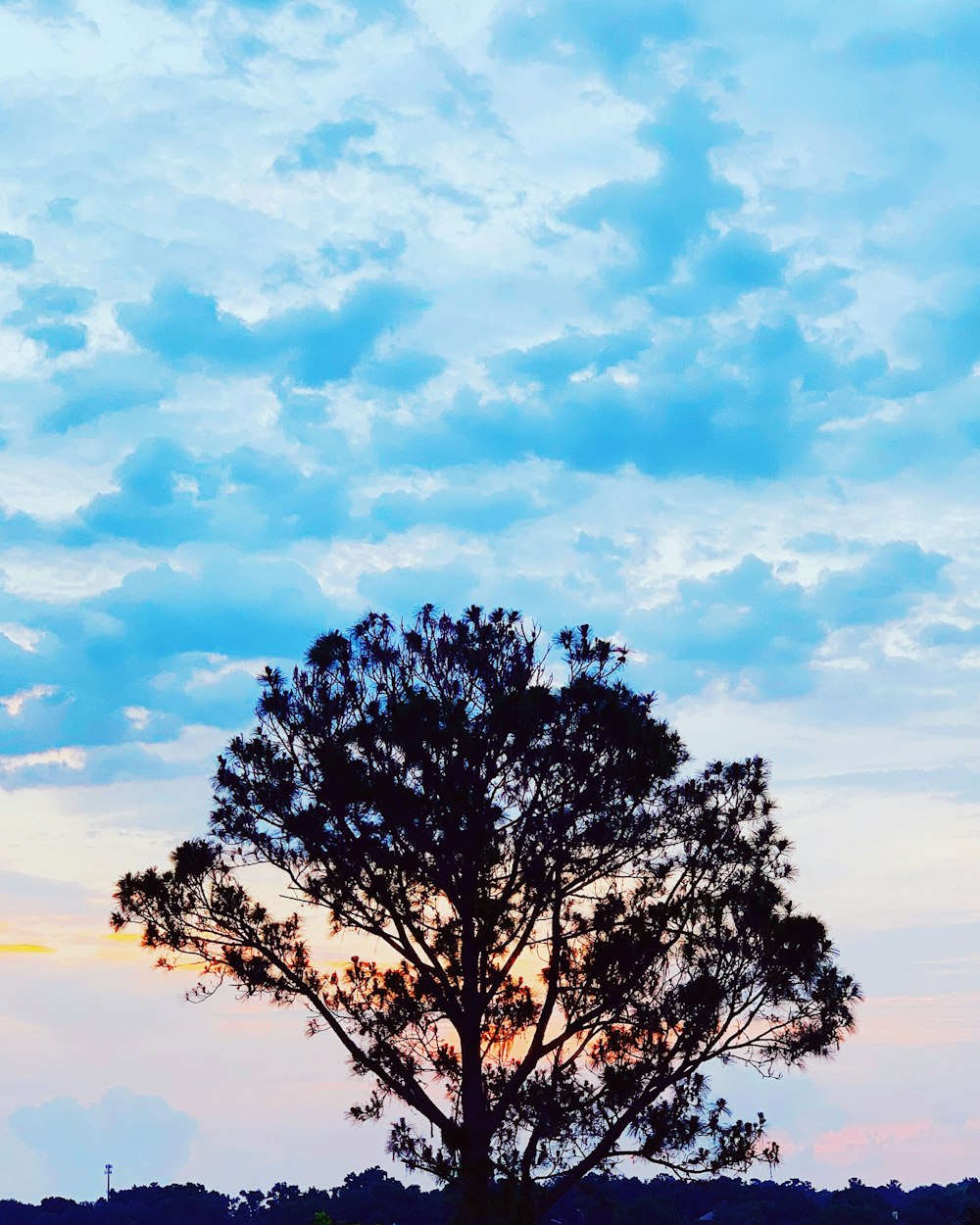 silhouette dell'albero durante il giorno
