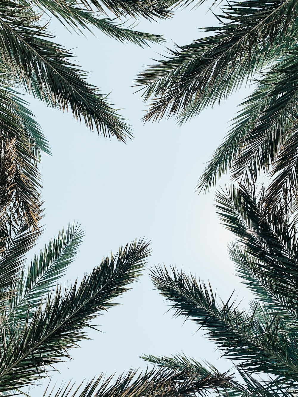 low-angle photo of palm leaves