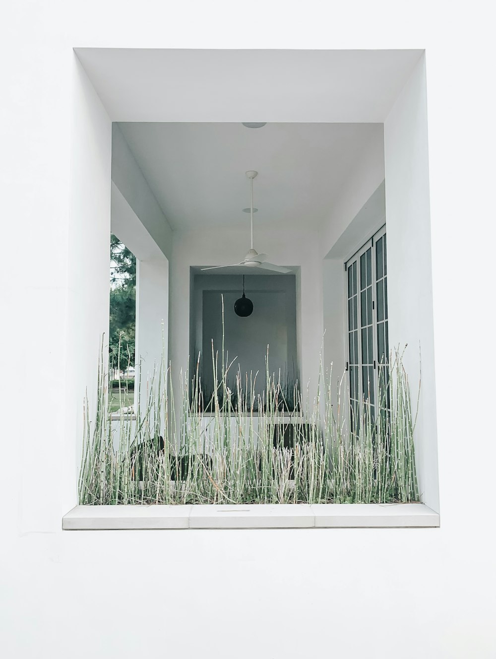 green-leafed plants on box planter by the window