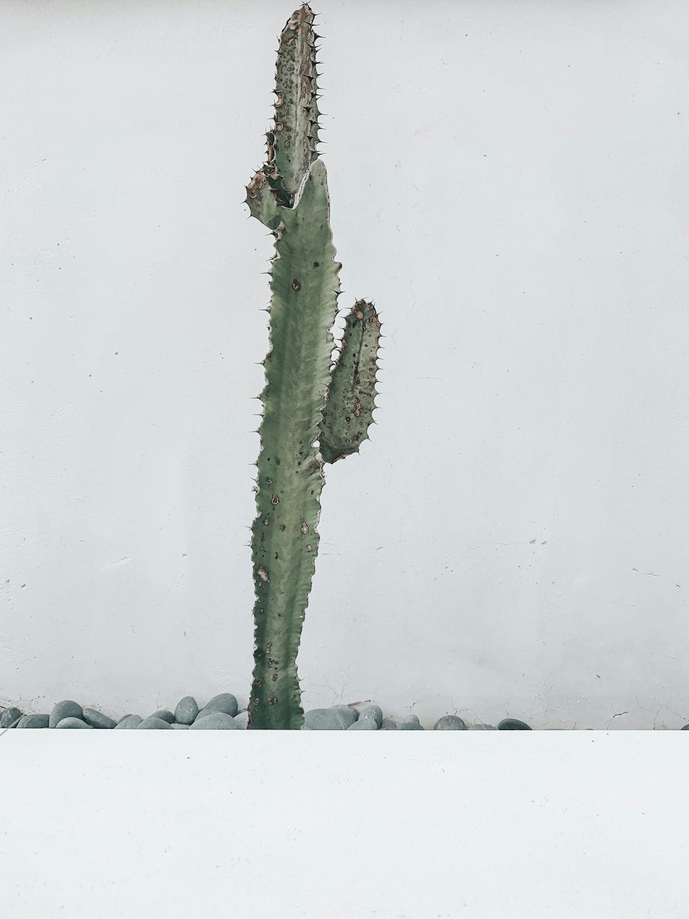 Fotografía de primer plano de cactus verde