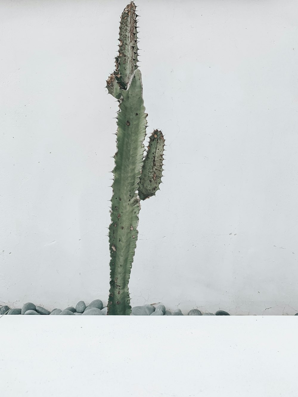 green cactus close-up photography