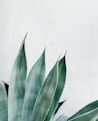 illustration of Aloe vera