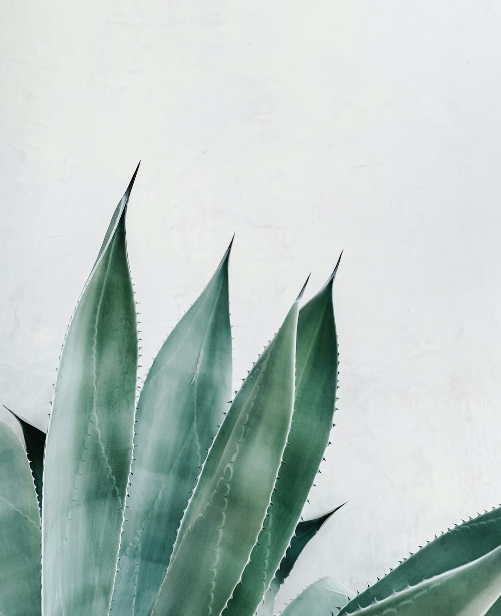 ilustração de Aloe vera