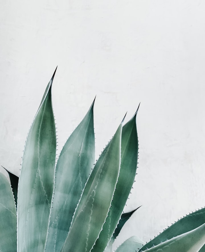 Aloe Vera: Ways to Use for Health, Internal Use, and External Use
