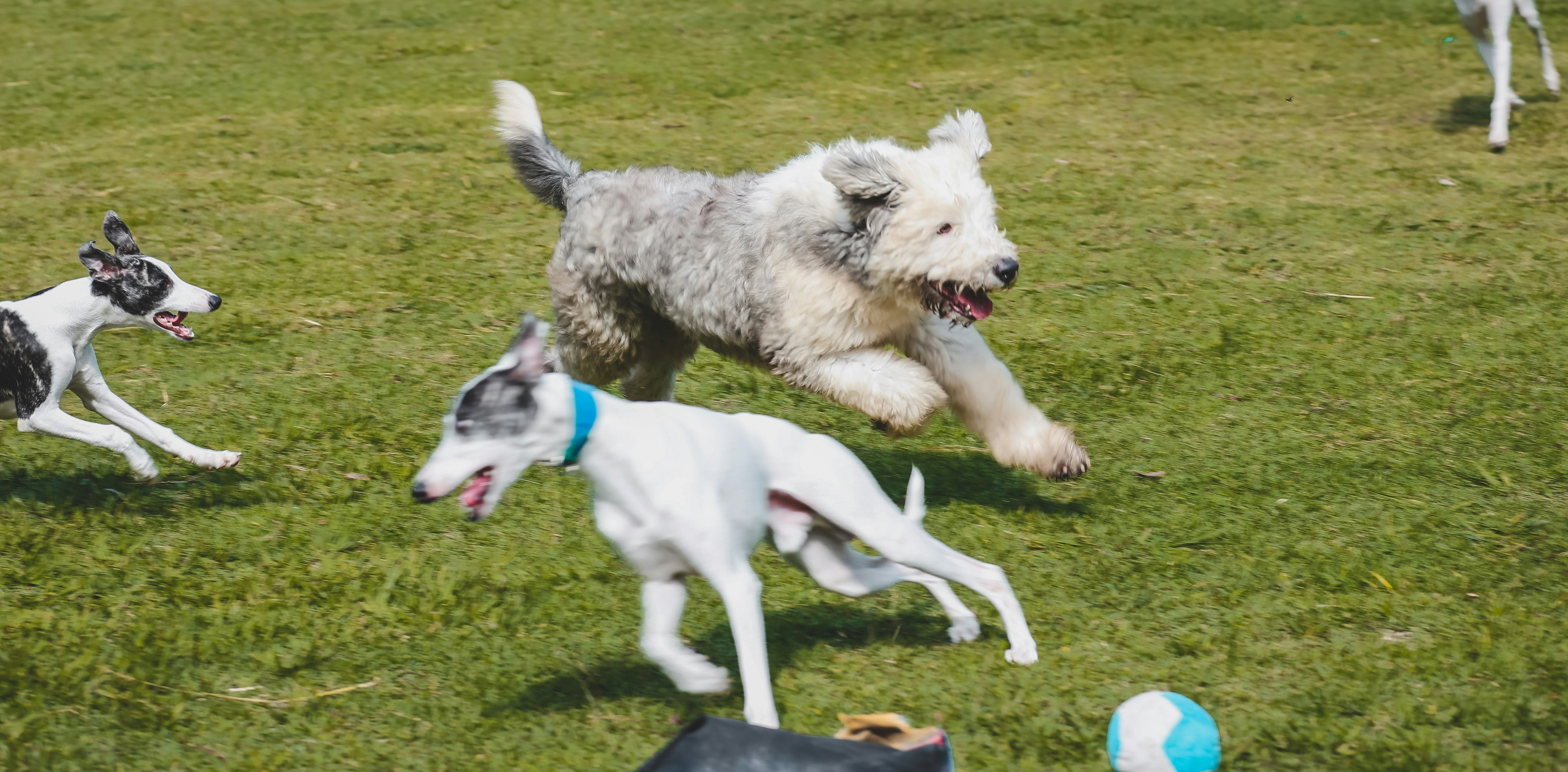 Three Dogs Playing On The Grass During Daytime Photo Free Animal Image On Unsplash
