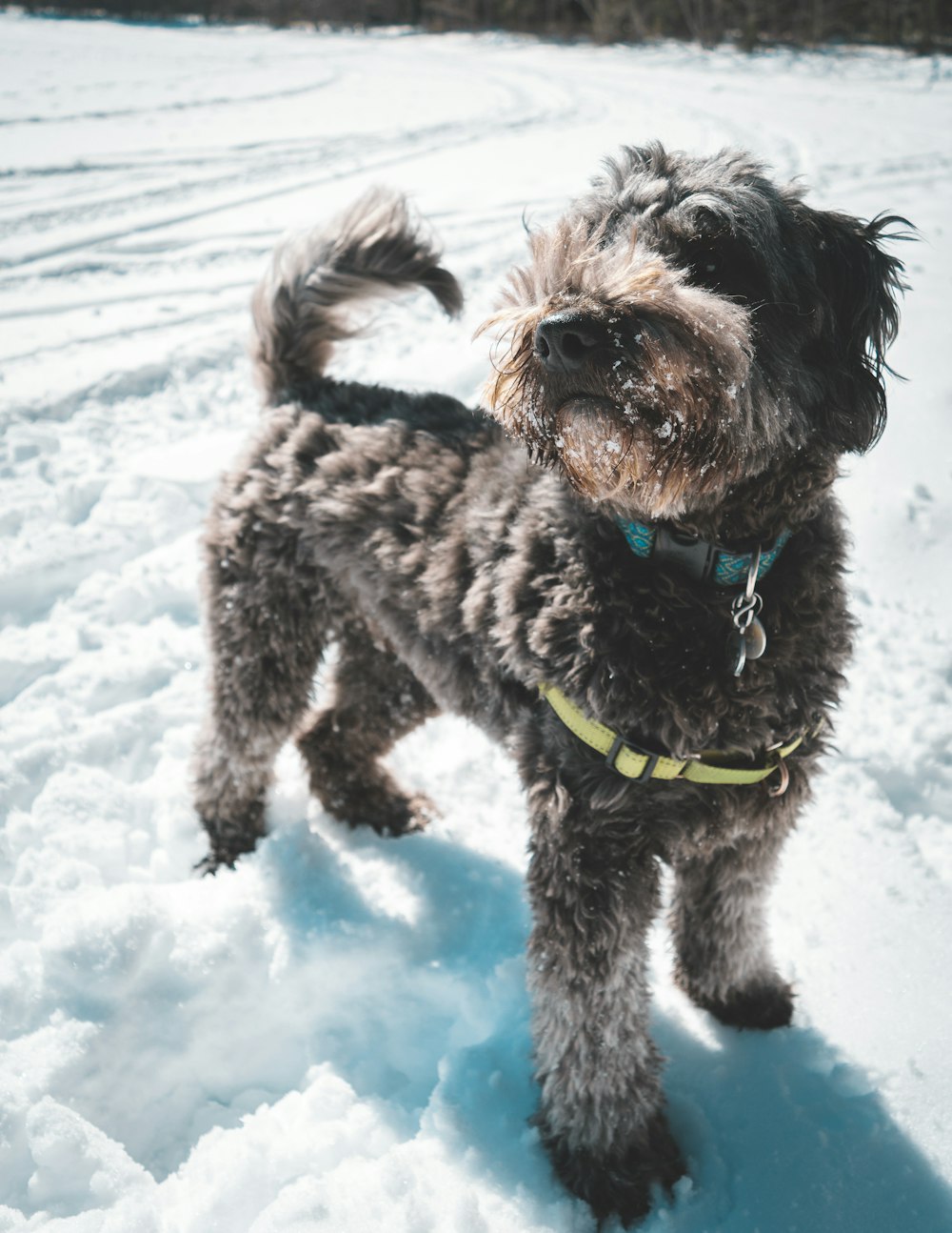 gray dog with collar standing on snow