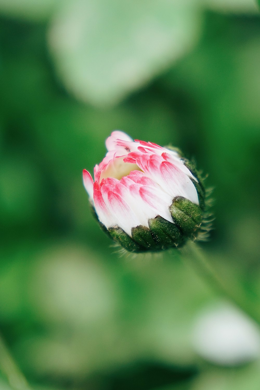 white and pink petaled flower bloom during daytime selective photography