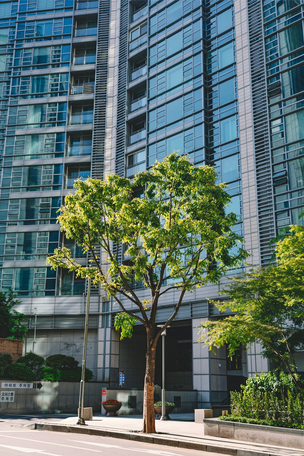 green tree in front of building