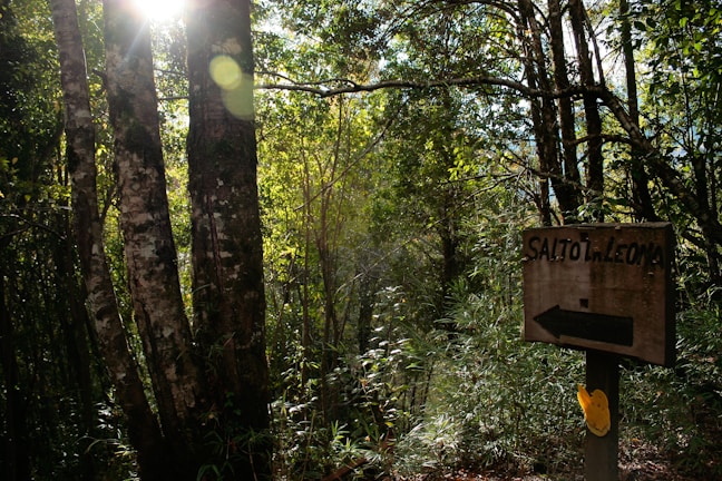 Sunlight filters through a lush, wooded area, casting dappled shadows on the forest floor. A weathered wooden sign with the words 'Salto la Leona' and a directional arrow points the way. The scene is tranquil and bathed in the gentle glow of sunlight.