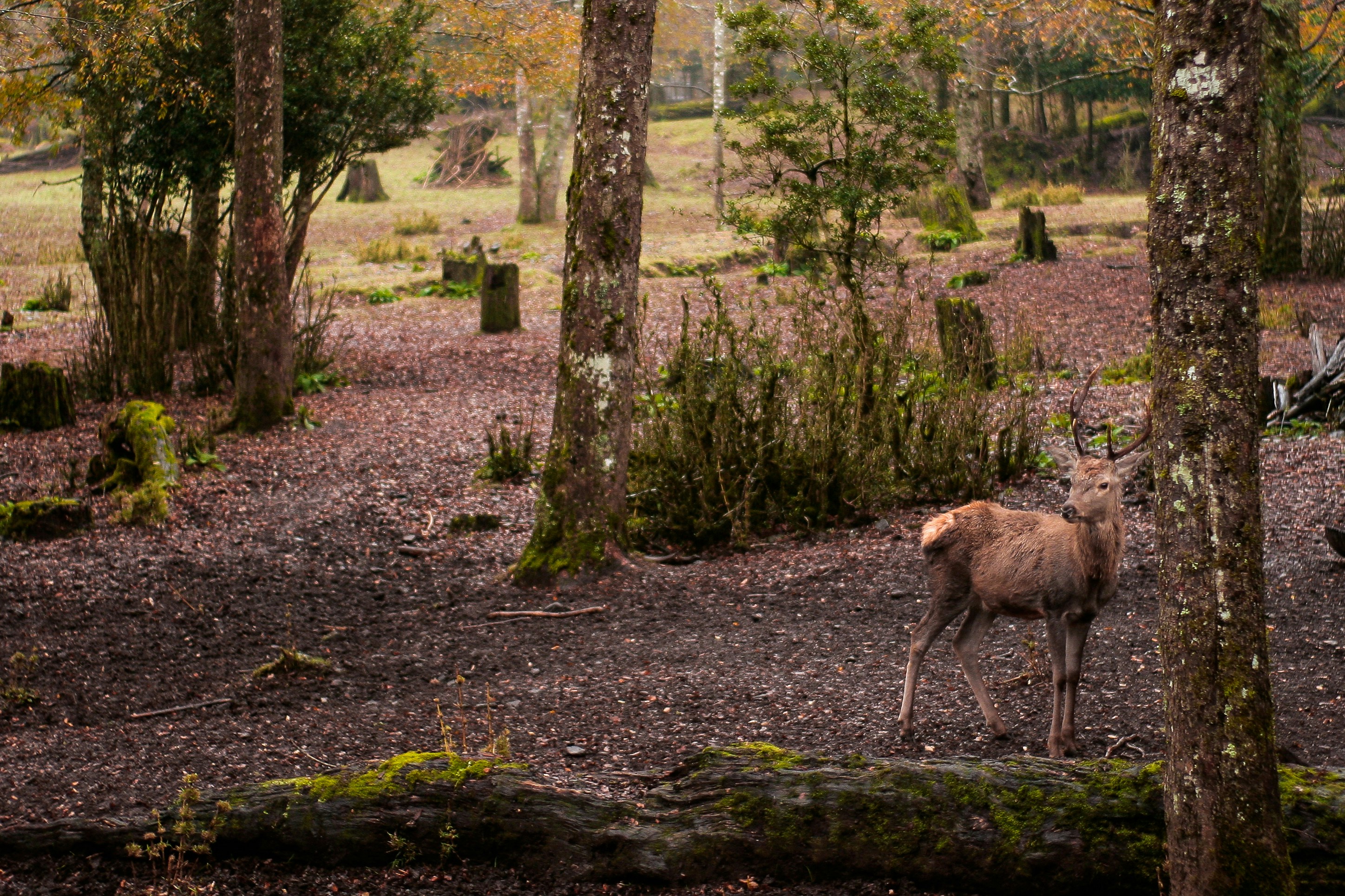 Photo by ricardoalfarog