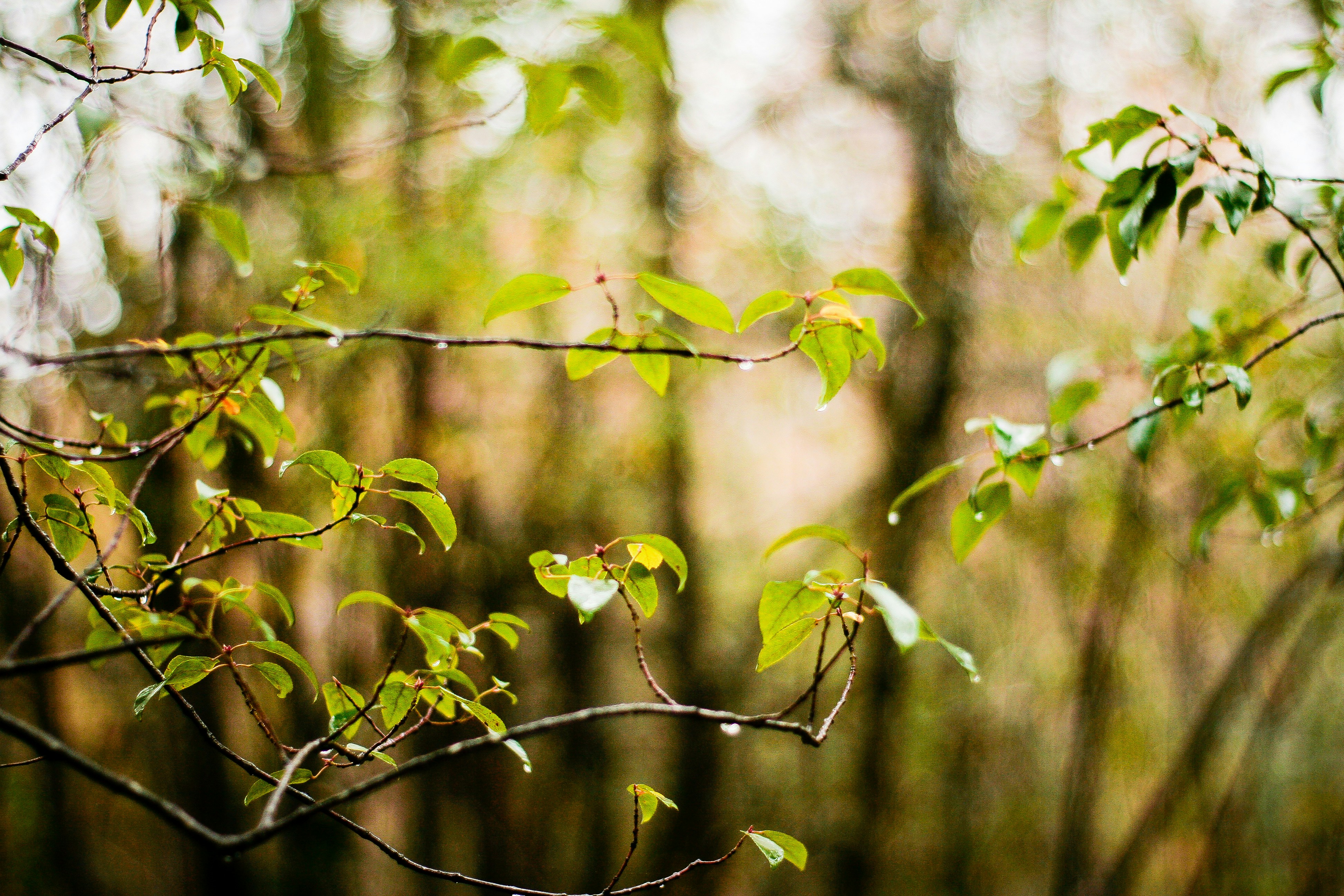 Photo by ricardoalfarog
