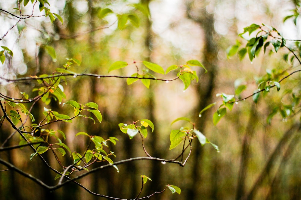 green leaf plants