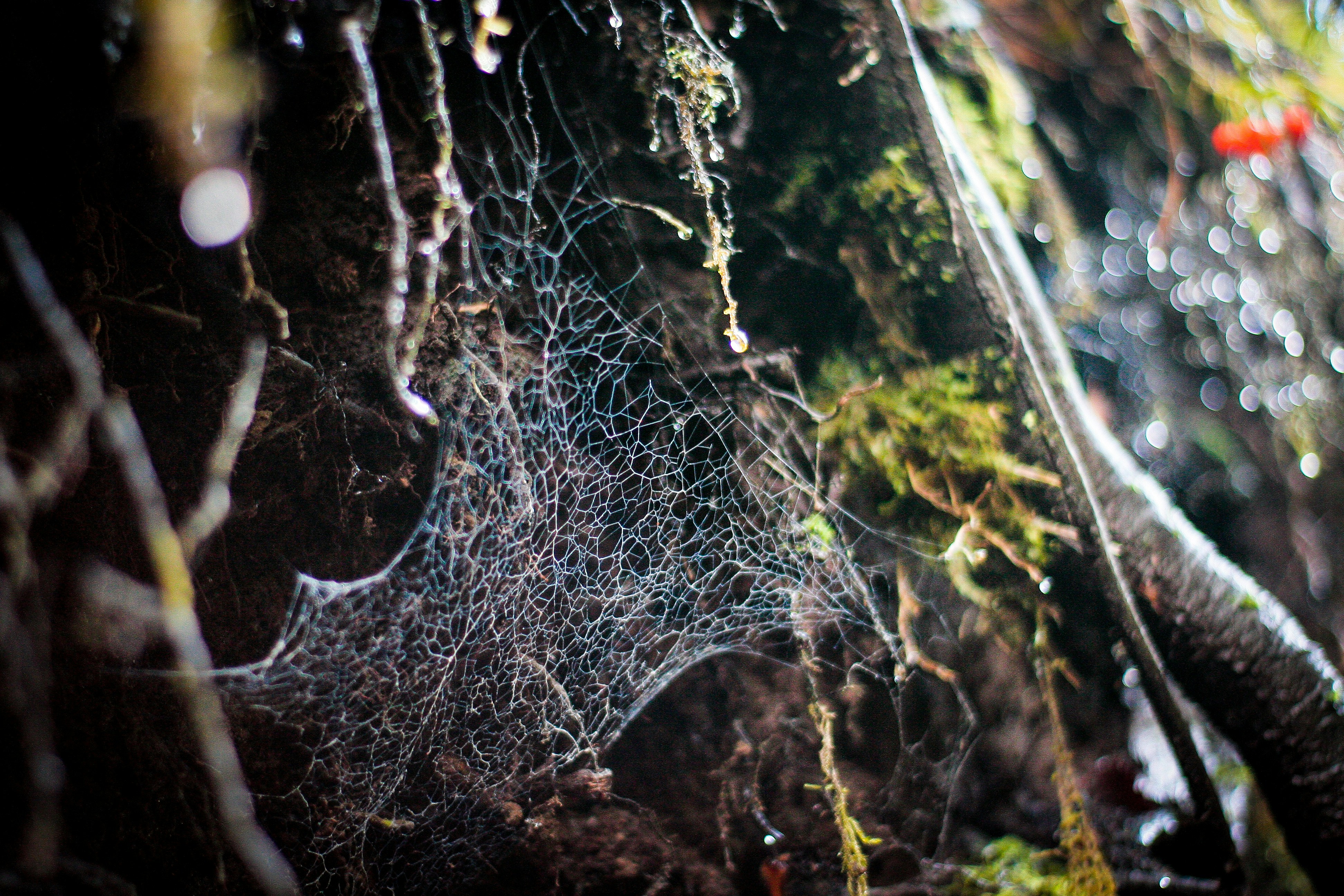 Photo by ricardoalfarog