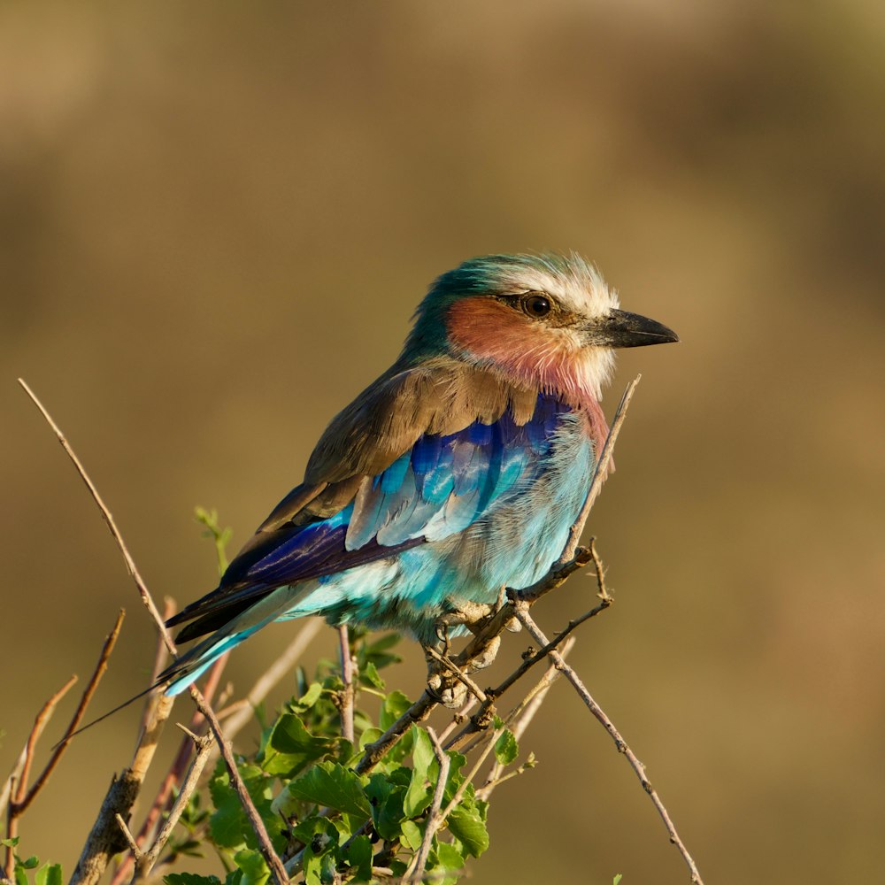 blauer und brauner Vogel