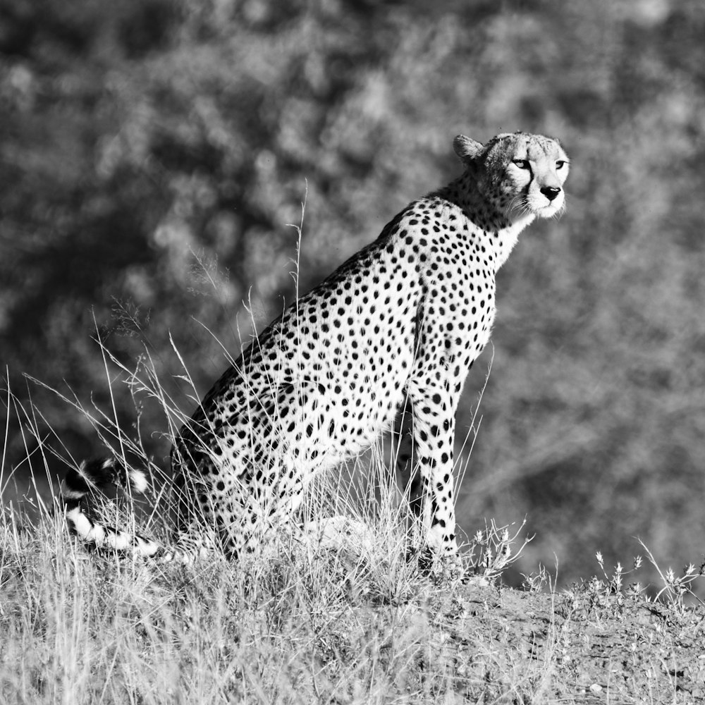 grayscale photography of leopard