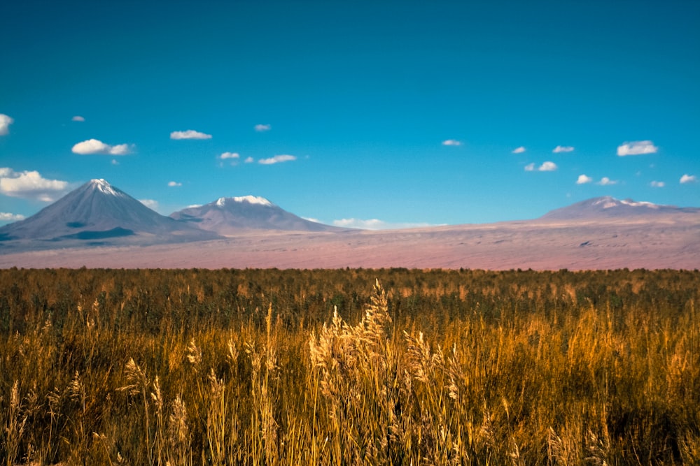 grass field