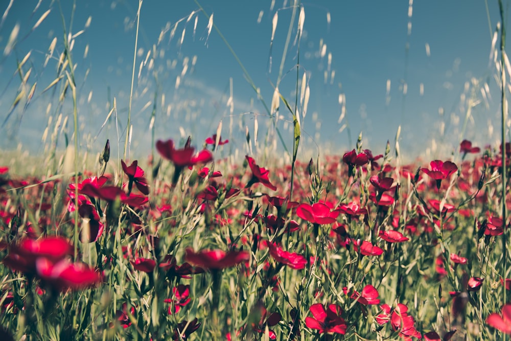 red-petaled flowers