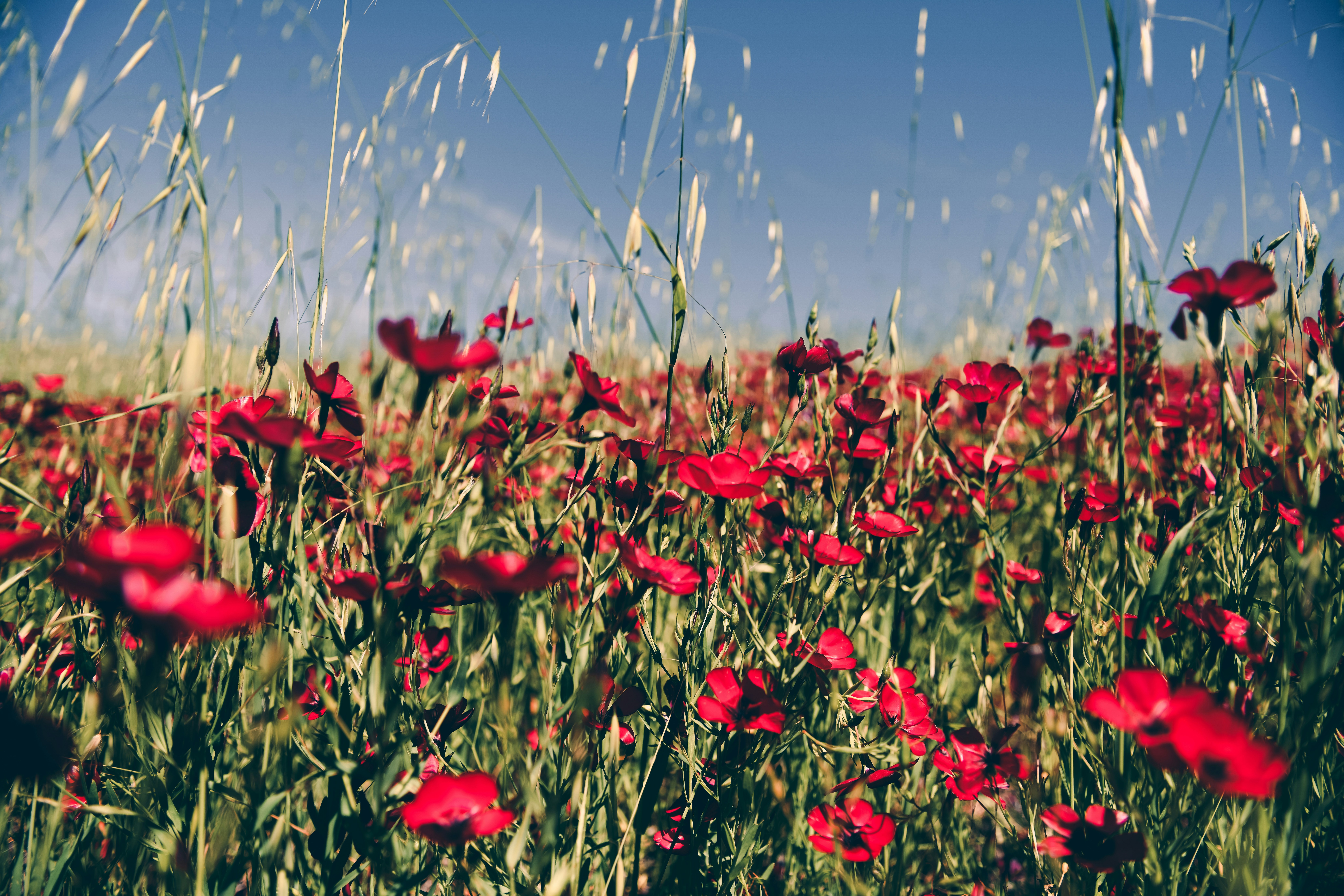 red petaled flower field during daytime, 