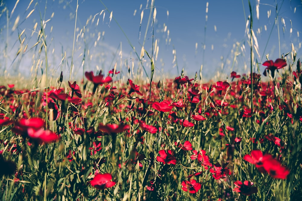 red petaled flower field during daytime