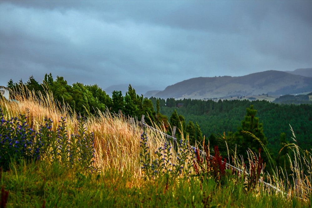 green grasses