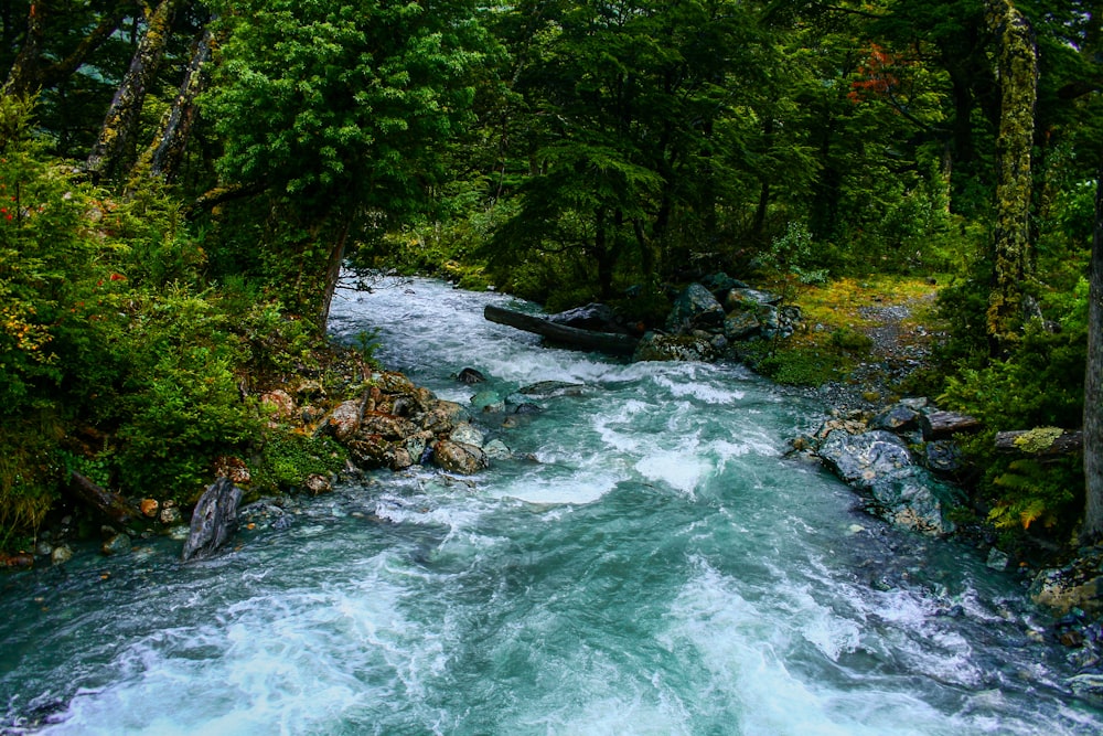 river surrounded with trees during daytime