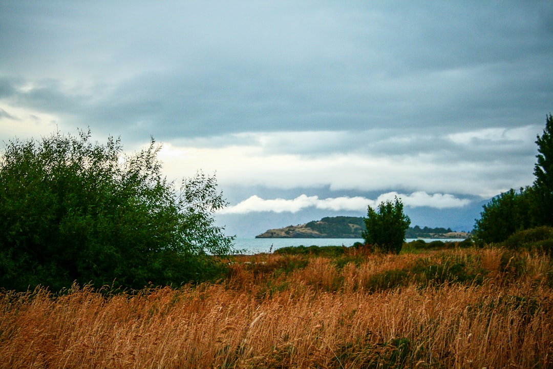 lake and wheat plant