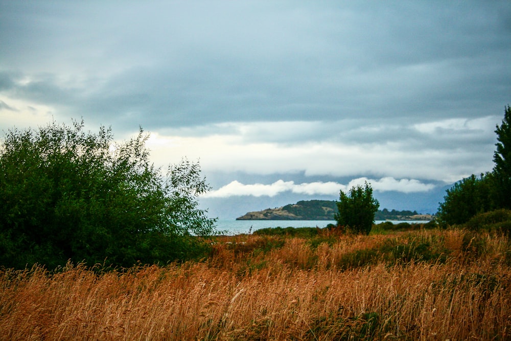 lake and wheat plant