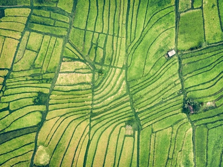 aerial photography of green farm field