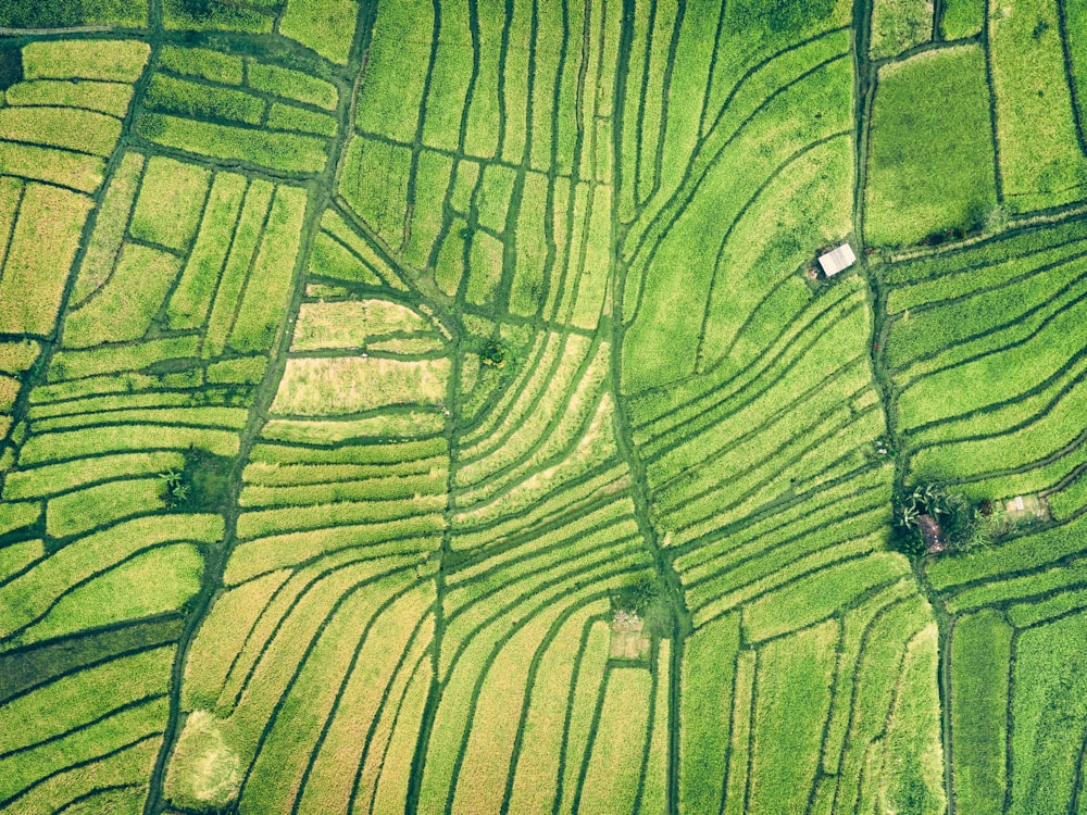 Photographie aérienne d’un champ agricole vert
