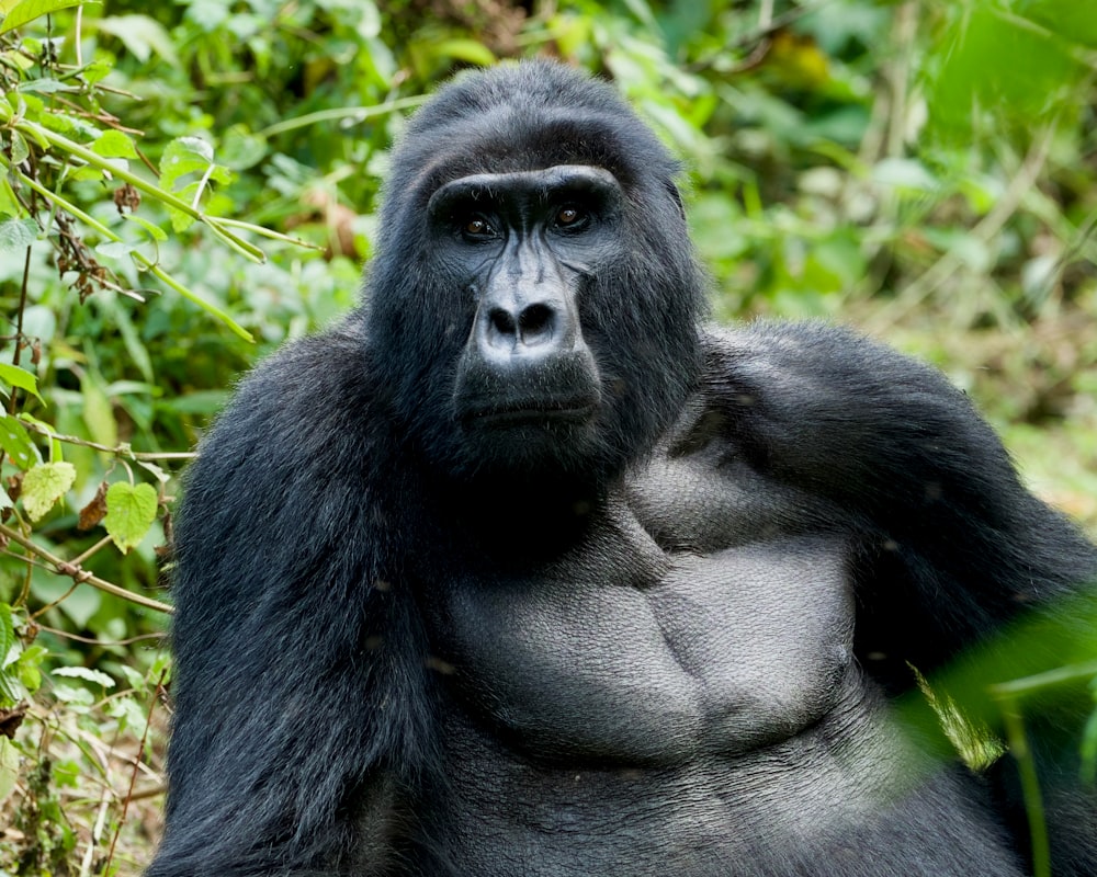 gorilla nero vicino a piante verdi