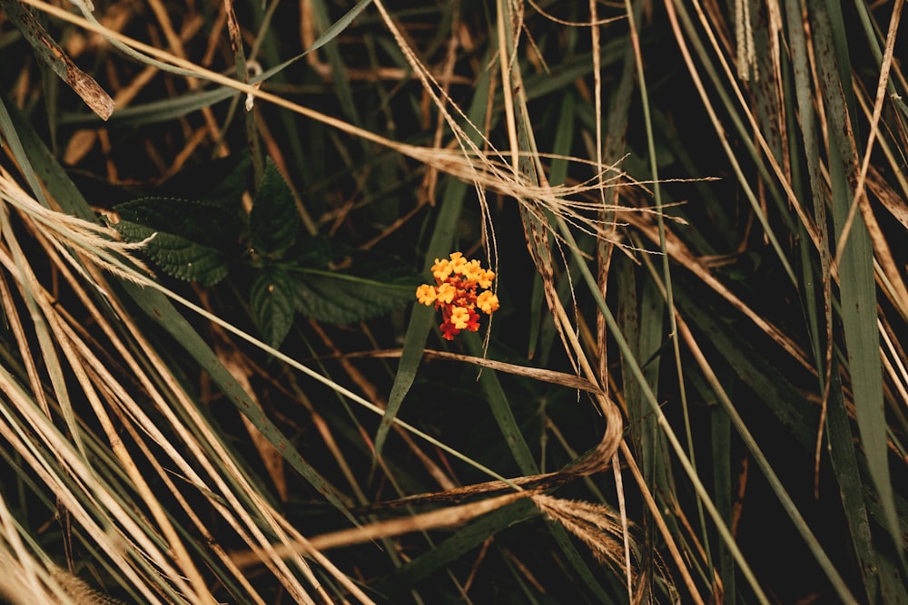 yellow and red lantana flower blooming during daytime