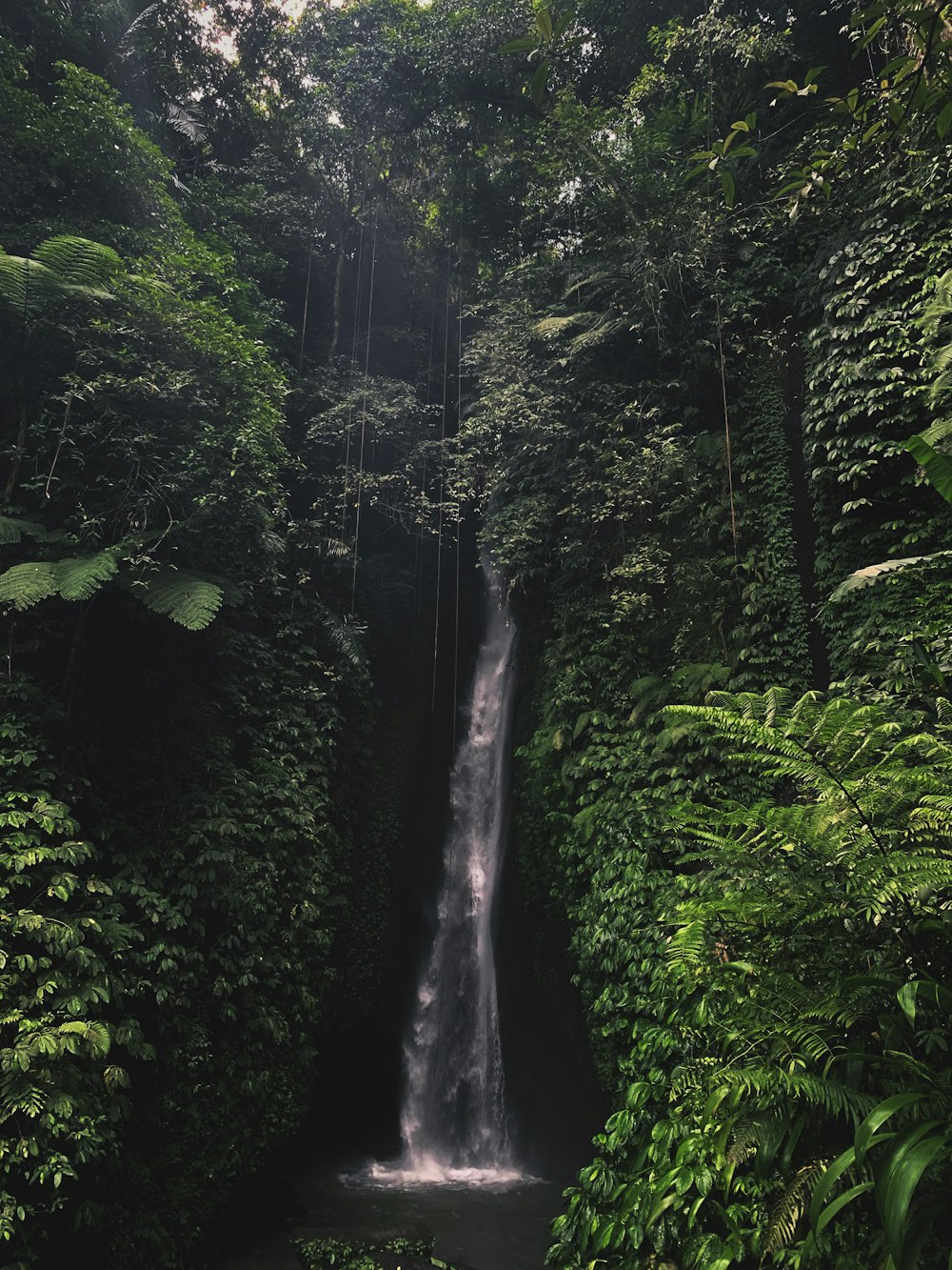 waterfall surrounded by green leafed trees