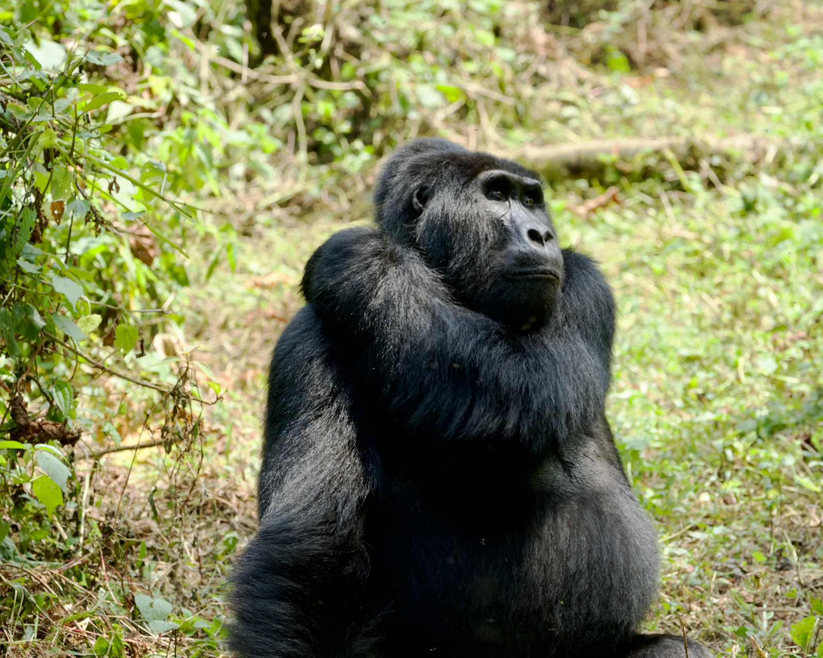 Close-up of a mountain gorilla in the forests of Bwindi, Uganda.
