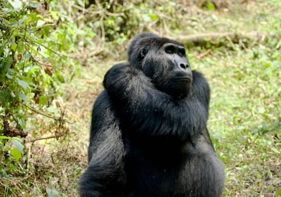 Uganda Ruanda Reise Bwindi Nationalpark Gorilla