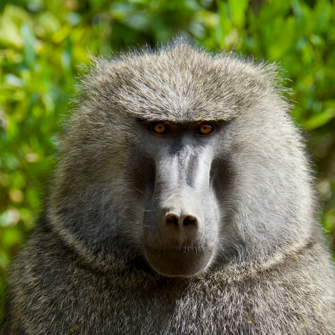  black chimpanzee monkey