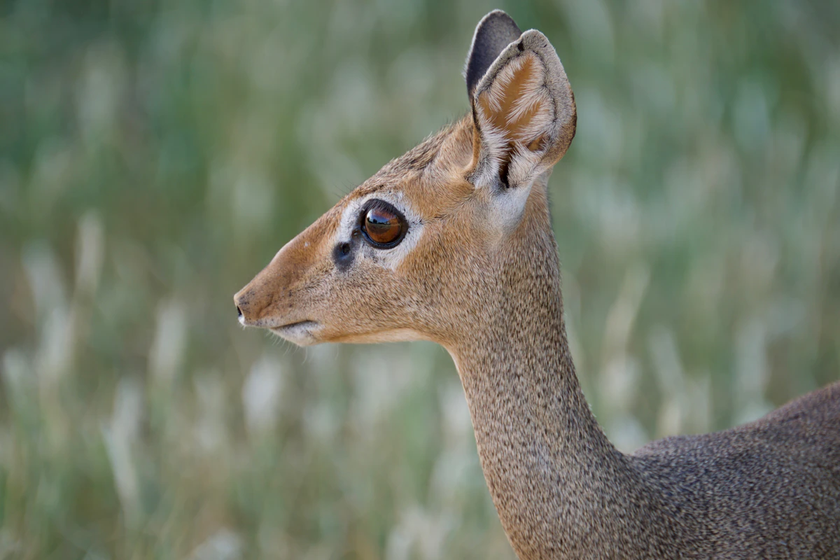 Dik-dik