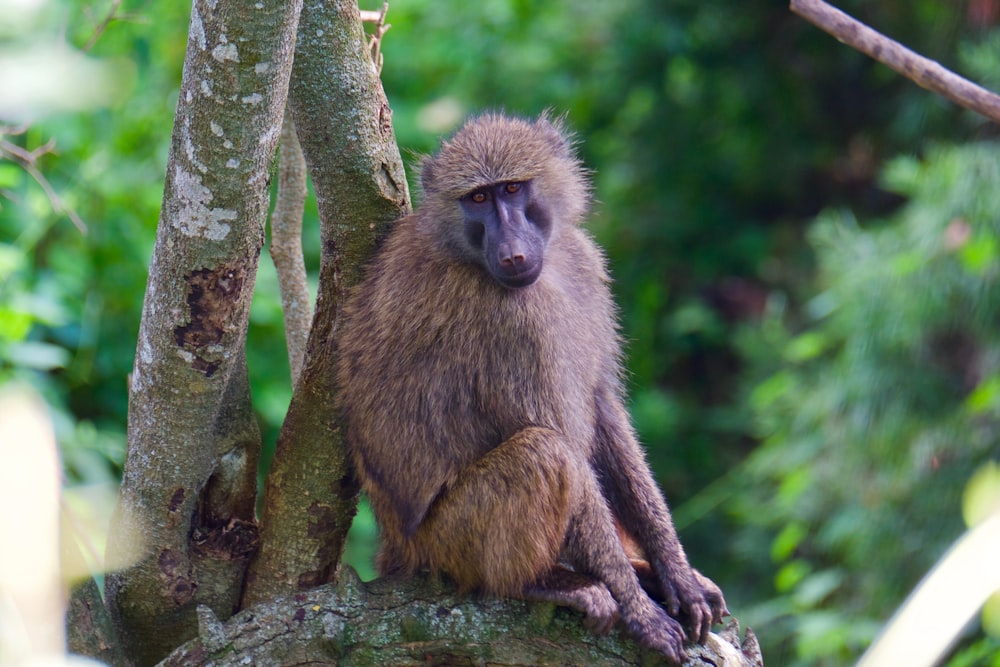 brown monkey sitting on branch
